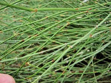 Load image into Gallery viewer, Brigham Tea, Mormon Tea, fat burning, Increase Energy, Lowering Blood Pressure, allergic reactions, cough and cold, metabolism, weight loss, Mormon tea extract, Brigham tea plant, brigham tea herb, brigham tea benefits
